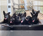 Small #29 German Shepherd Dog