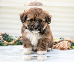 Small Photo #23 Aussiedoodle Miniature  Puppy For Sale in MILLERSBURG, OH, USA