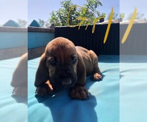 Bloodhound Puppy for sale in TEMPLE, TX, USA