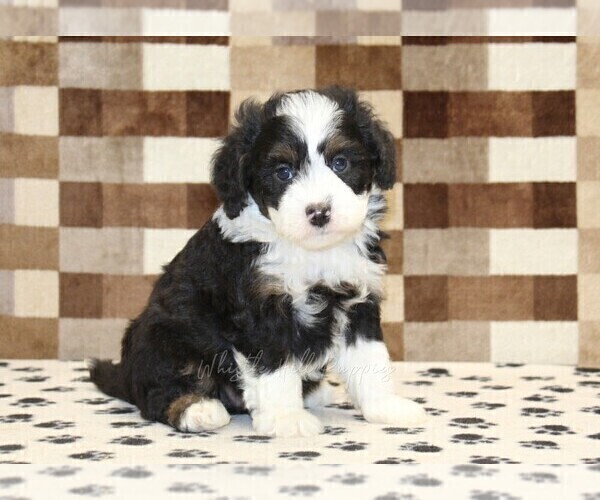 Medium Photo #1 Bernedoodle (Miniature) Puppy For Sale in DENVER, PA, USA