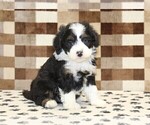 King - Male Bernedoodle (Miniature) Puppy for Sale - Small photo