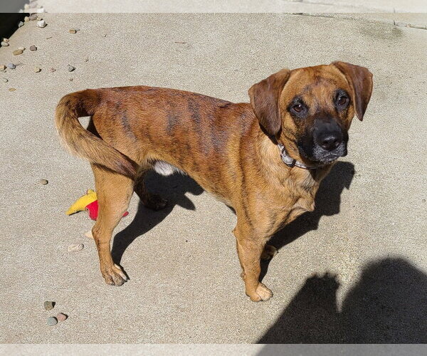 Medium Photo #5 Boxer-Mountain Cur Mix Puppy For Sale in Woodsfield, OH, USA