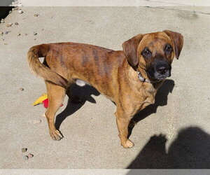 Odin - Male Boxer-Mountain Cur Mix Dog for Adoption - Photo #5
