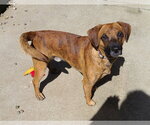 Small #4 Boxer-Mountain Cur Mix