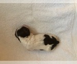 Small Photo #1 Brittany Puppy For Sale in TITUSVILLE, FL, USA