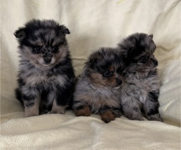 Medium Photo #6 Pomeranian Puppy For Sale in OWEN, WI, USA