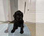 Puppy Black 5 Schnauzer (Giant)