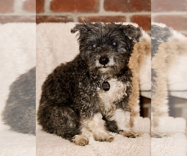 Medium Photo #1 Maltese-Unknown Mix Puppy For Sale in St. Louis Park, MN, USA