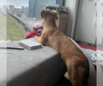 Small Photo #2 Mutt Puppy For Sale in Brooklyn, NY, USA