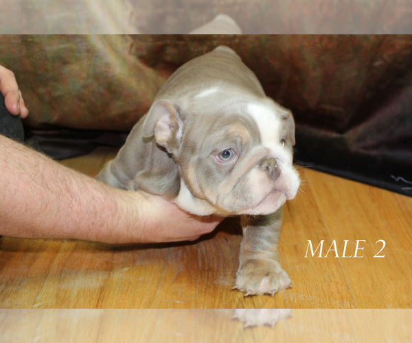 Medium Photo #4 English Bulldog Puppy For Sale in WEST PLAINS, MO, USA