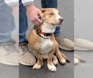Bagle Hound Dogs for adoption in Mt. Laurel, NJ, USA
