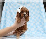 Small #4 Cavapoo (Miniature)