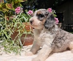 Small #8 Miniature Bernedoodle