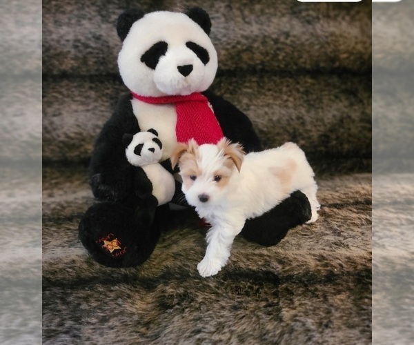 Medium Photo #5 Yorkshire Terrier Puppy For Sale in FT WORTH, TX, USA