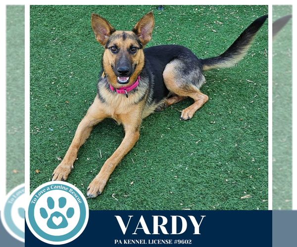 Medium Photo #3 German Shepherd Dog Puppy For Sale in Kimberton, PA, USA