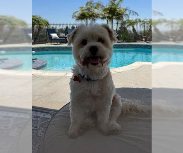 Medium Photo #5 Maltese-Unknown Mix Puppy For Sale in San Diego, CA, USA