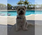 Small #4 Maltese Mix