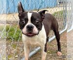 Small #2 Boston Terrier Mix