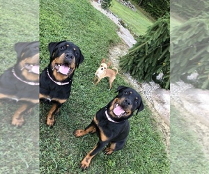 Rottweiler Puppy for sale in HIRAM, OH, USA