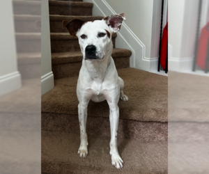 Pointer-Unknown Mix Dogs for adoption in Decatur, GA, USA
