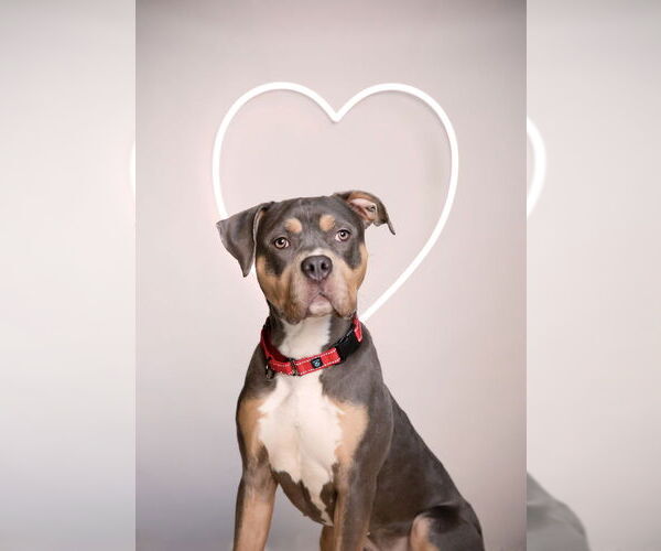 Medium Photo #14 American Pit Bull Terrier Puppy For Sale in Caldwell, NJ, USA