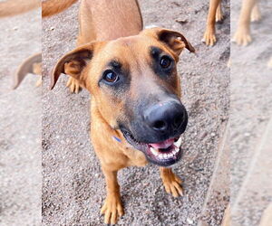 Boxer-German Shepherd Dog Mix Dogs for adoption in Webster, WI, USA