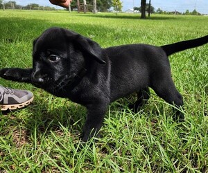 Labrador Retriever Puppy for sale in FORT MEADE, FL, USA