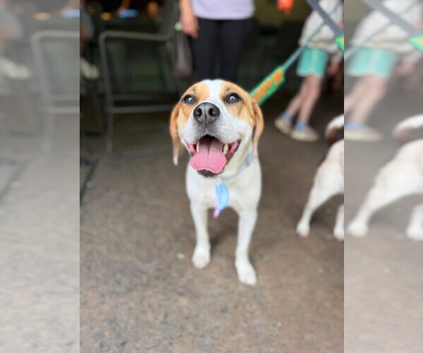 Medium Photo #6 Mutt Puppy For Sale in Greenville, SC, USA