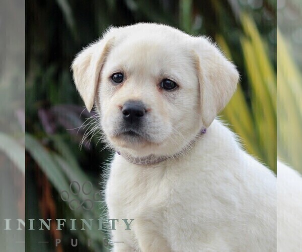 Medium Photo #4 Labrador Retriever Puppy For Sale in GORDONVILLE, PA, USA