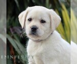 Small #3 Labrador Retriever