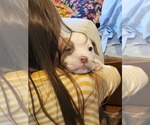 Small Photo #3 American Bully Puppy For Sale in GETTYSBURG, PA, USA