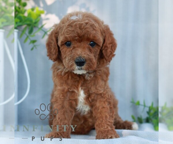 Medium Photo #4 Goldendoodle (Miniature) Puppy For Sale in EPHRATA, PA, USA