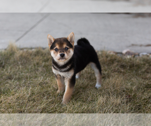 Shiba Inu Puppy for sale in MILLERSBURG, IN, USA