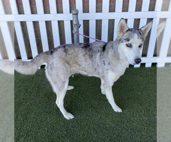 Medium Photo #1 Siberian Husky-Unknown Mix Puppy For Sale in Modesto, CA, USA