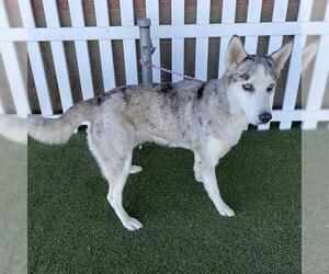 Siberian Husky-Unknown Mix Dogs for adoption in Modesto, CA, USA