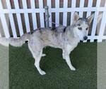 *BRYNN - Female Siberian Husky-Unknown Mix Dog for Adoption - Small photo