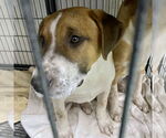 Small #10 Retriever  Mix