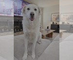 Small #1 Great Pyrenees