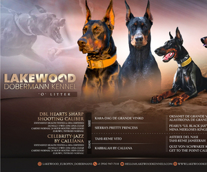 Doberman Pinscher Litter for sale in FORT LAUDERDALE, FL, USA