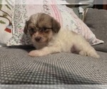Small #51 Maltipom-Pomeranian Mix