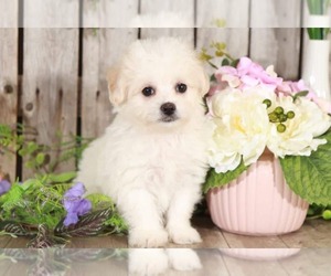 Zuchon Puppy for sale in MOUNT VERNON, OH, USA