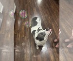 Small #2 American Pit Bull Terrier Mix