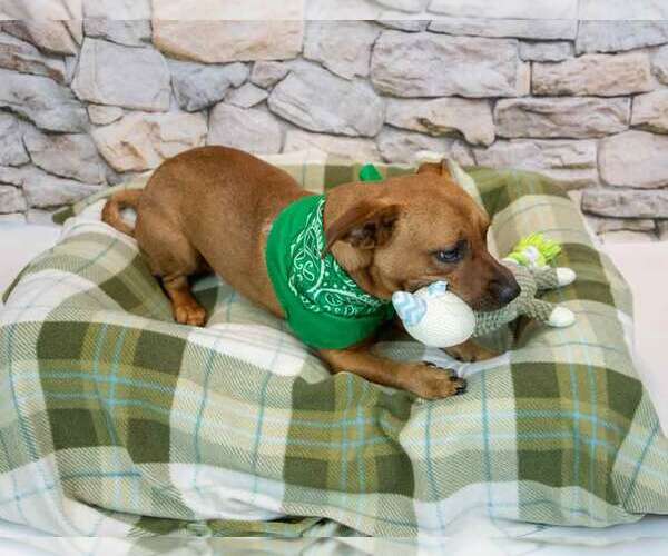 Medium Photo #3 Mutt Puppy For Sale in Kennesaw, GA, USA