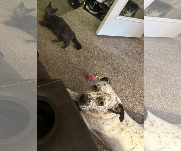 Medium Photo #2 Pointer-Unknown Mix Puppy For Sale in Cary, NC, USA