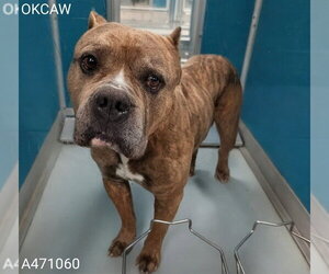 Mutt Dogs for adoption in Oklahoma City, OK, USA