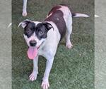 Small #1 American Pit Bull Terrier Mix
