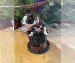 Small Photo #4 Boston Terrier Puppy For Sale in MONTVILLE, OH, USA