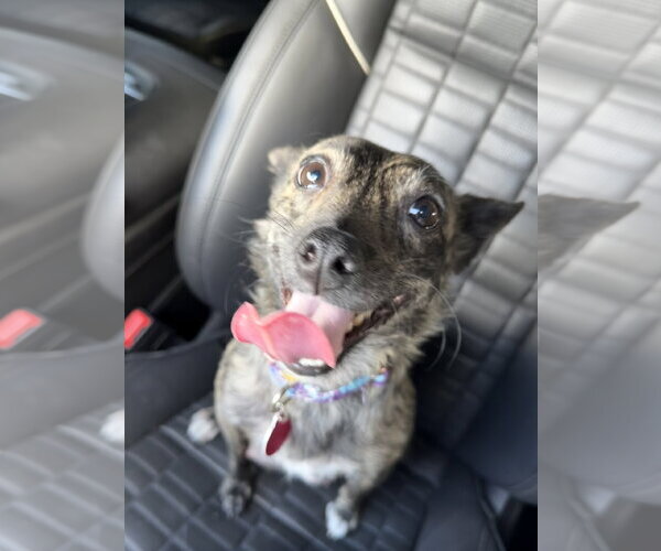 Medium Photo #5 Mutt Puppy For Sale in Royal Palm Beach, FL, USA
