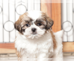 Shih Tzu Puppy for sale in NAPLES, FL, USA