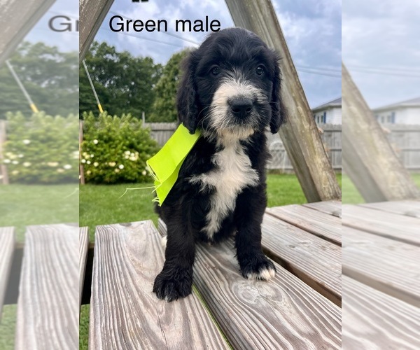 Medium Photo #1 Bernedoodle Puppy For Sale in SPENCER, IN, USA